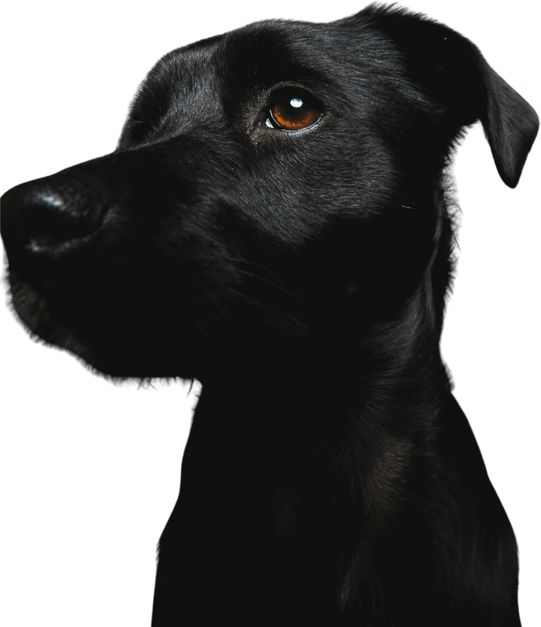 Perro negro mirando a cámara, mascota de STP Agency
